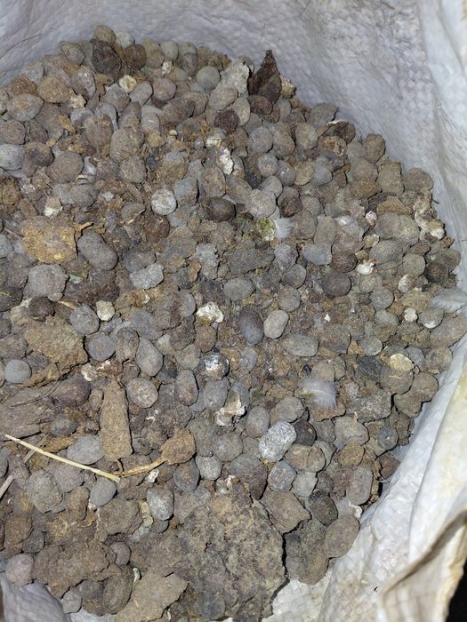 Poru goʻspand quy goʻngi tabiiy oʻgʻit qopi 35 ming soʻm