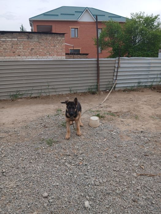 Еворпейская овчарка