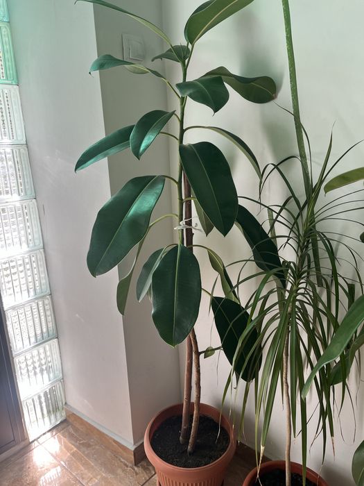 Ficus 150cm, natural