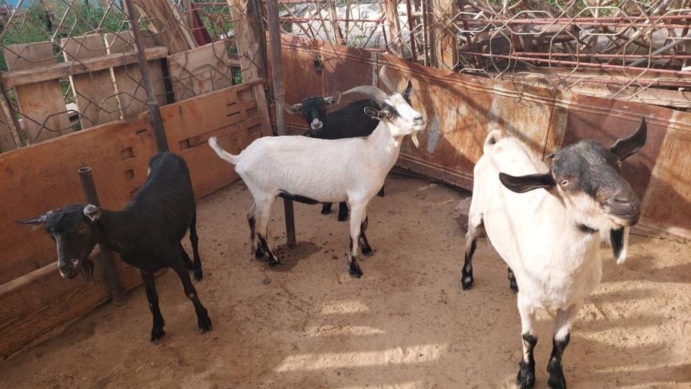 Асыл тұқымды , сүті мол ешкі сатылады