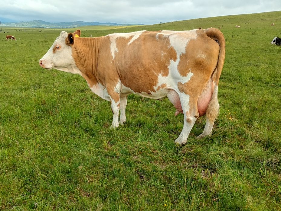 Vaca fătată recent