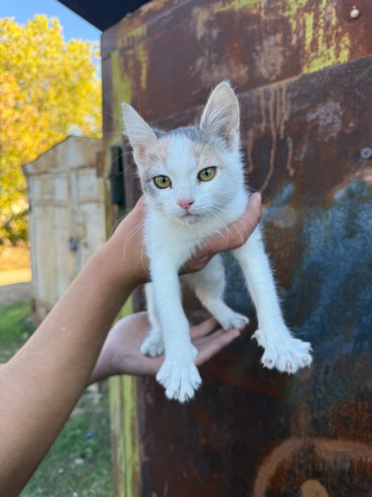 Котенок девочка мышеловка