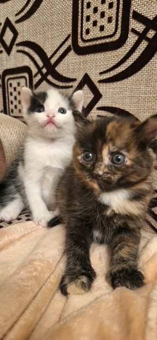 Отдам котят в добрые руки