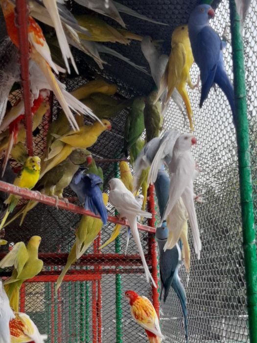 Papagali Micul Alexandar