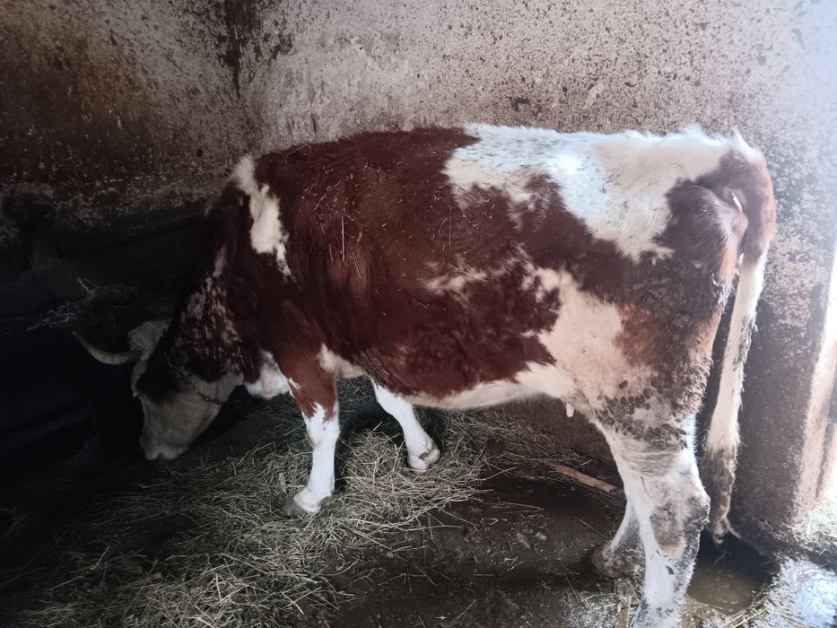 Vaci și juninci de vânzare