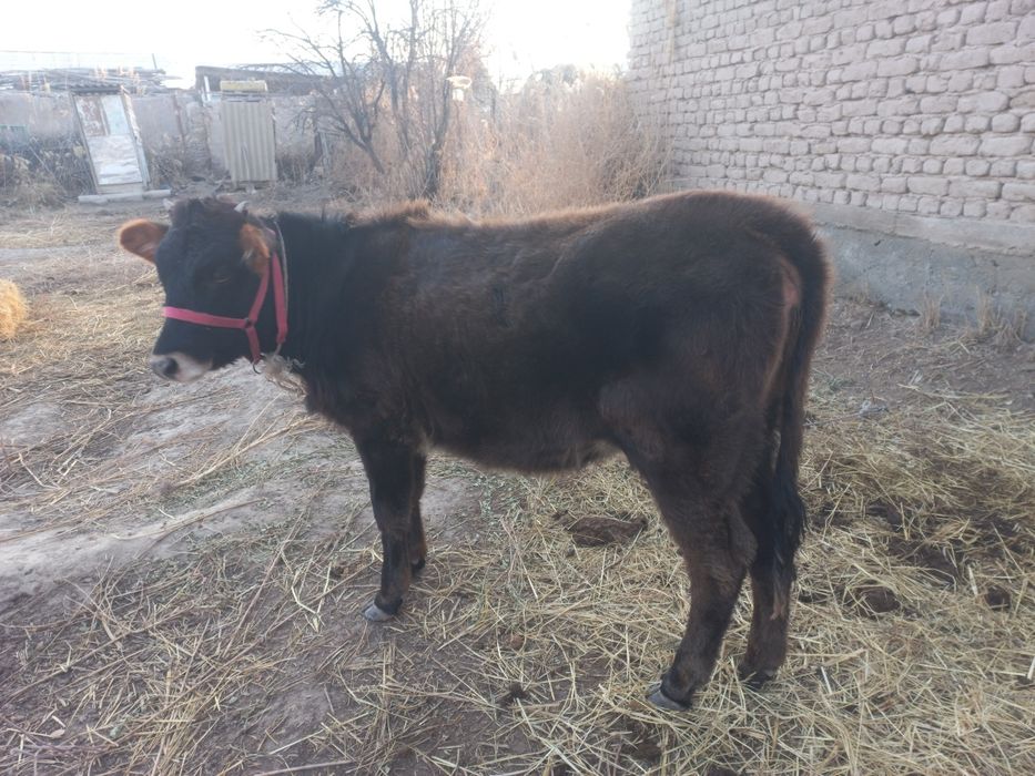 Семиз Қашар сатилади денсаулиғи жақси бахаси 15 млн