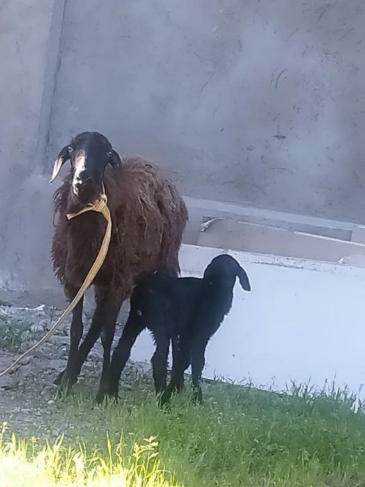 Қозылы қой сатылады