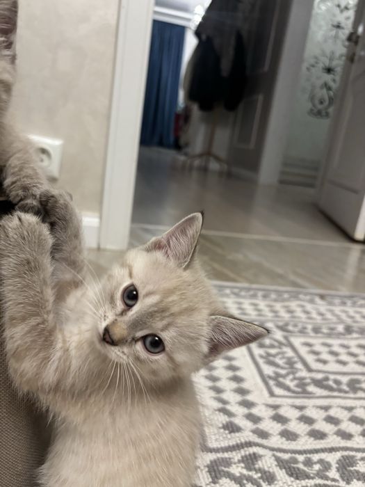 Продаю миленьких Котят