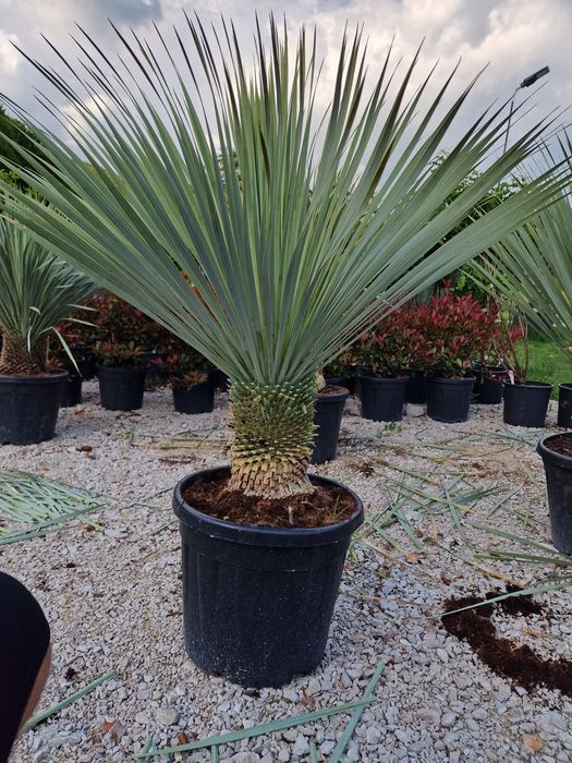 Vand yucca rostrata gloriosa