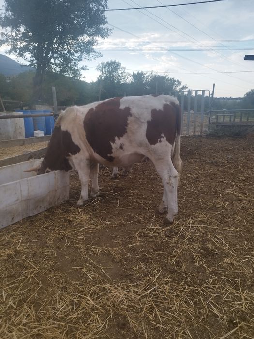 Продавам два броя месодайни телета