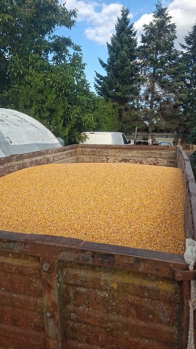 Vand cereale porumb grau orzoica ovaz