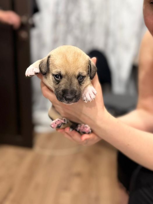 Отдадим щенят в хорошие и добрые руки