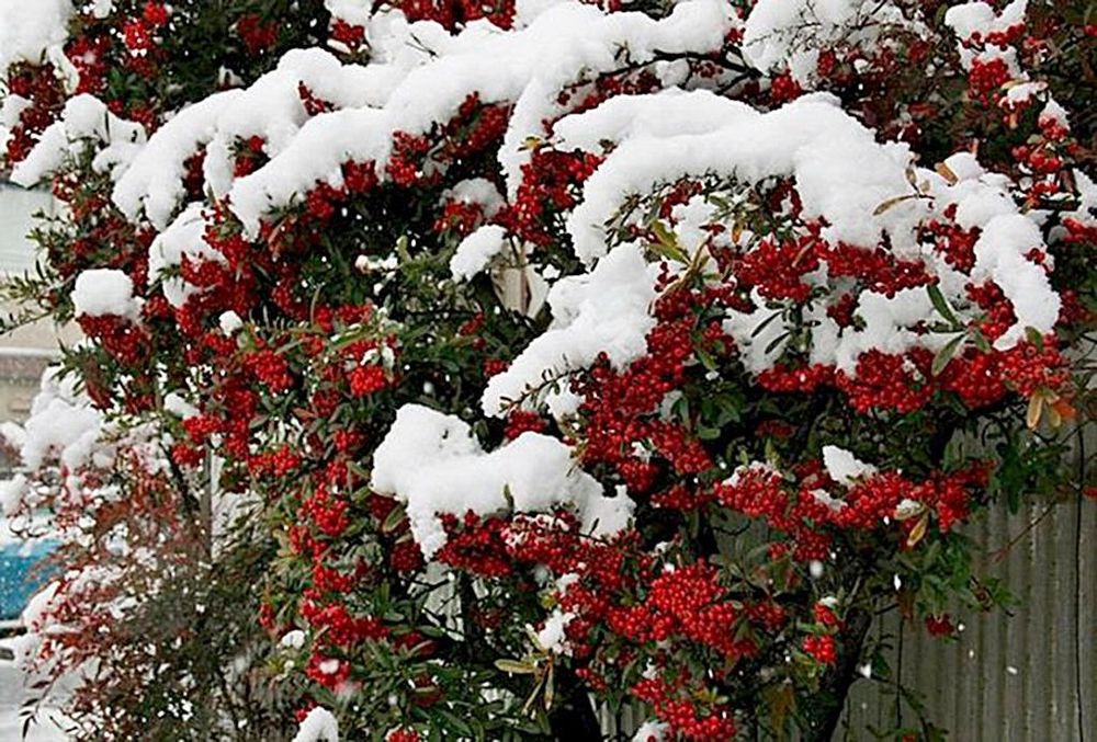 Пироканта кучатлари оптом