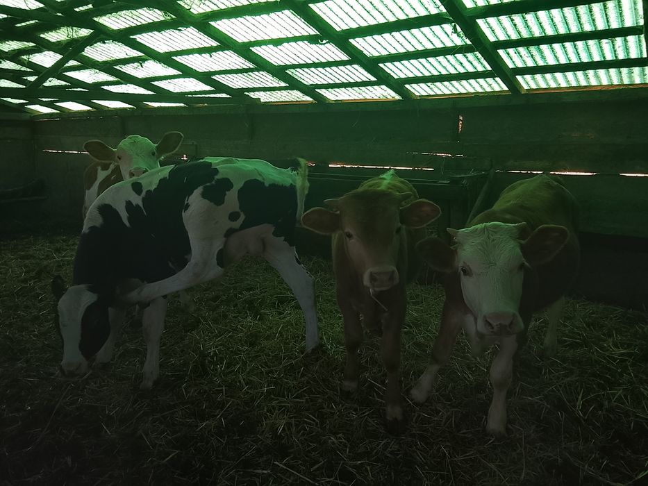 Vând viței mari detalii la Nr 0749487088