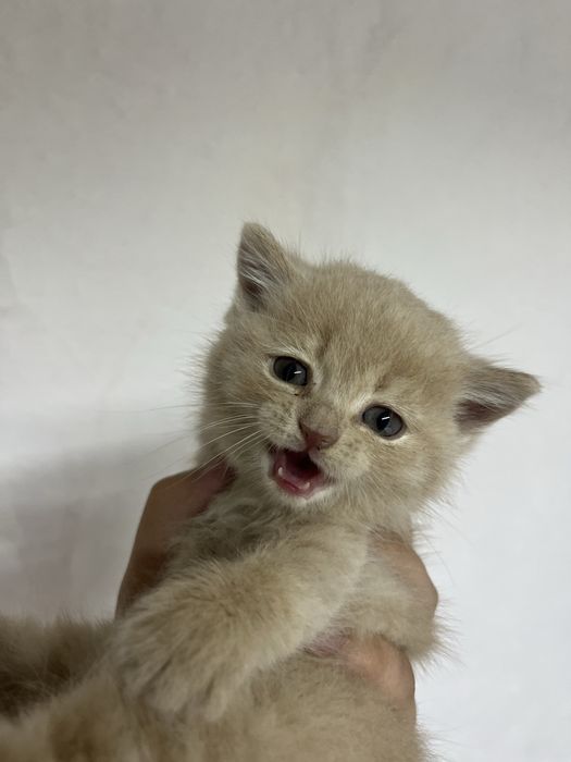 Отдам мальчиков бесплатно котят
