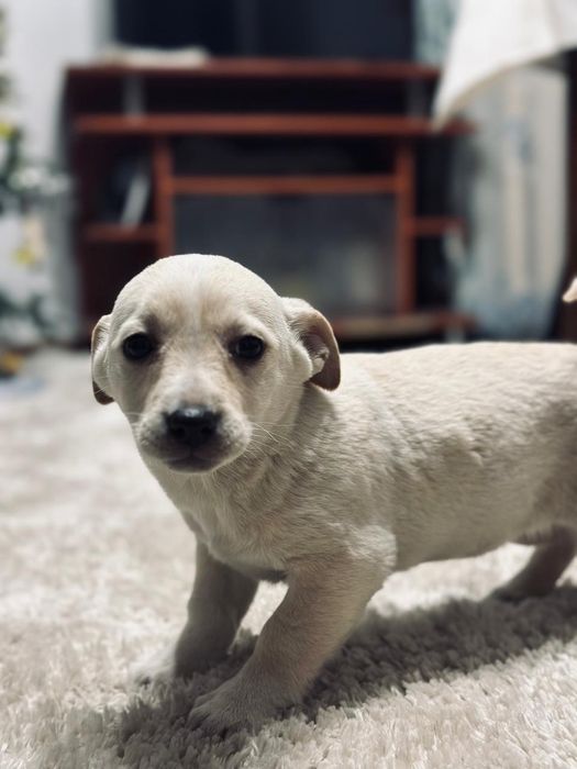 Отдаю щенков бесплатно