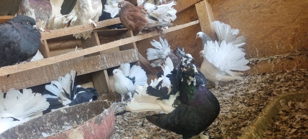 Vand porumbei rotati