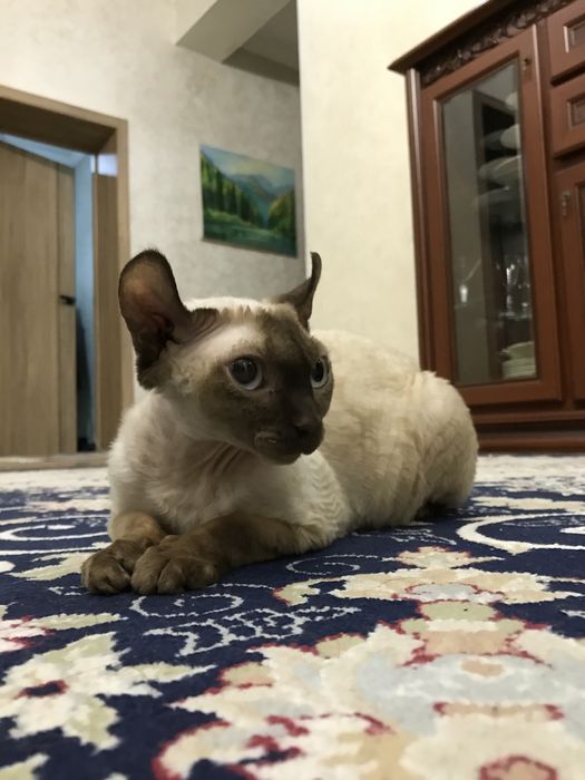 Девон рекс редкий пароды эльф