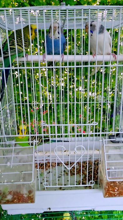 Волнистый попугай Valnisti paralar