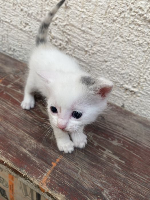 Отдам котят в хорошие руки