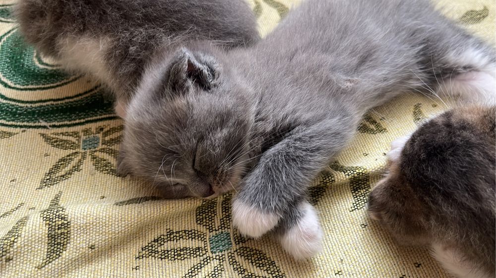 Милые котята ищут новый дом