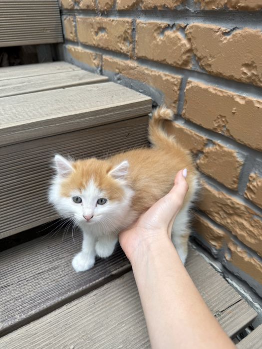 Отдам котят в хорошие руки