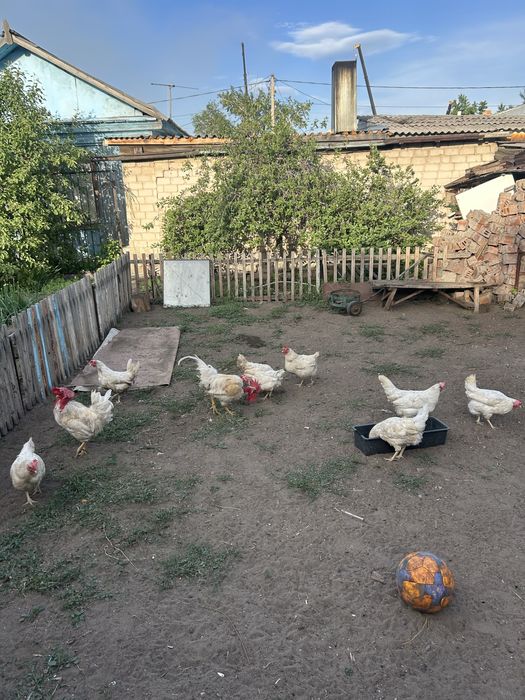Продам кур несушек и петухов