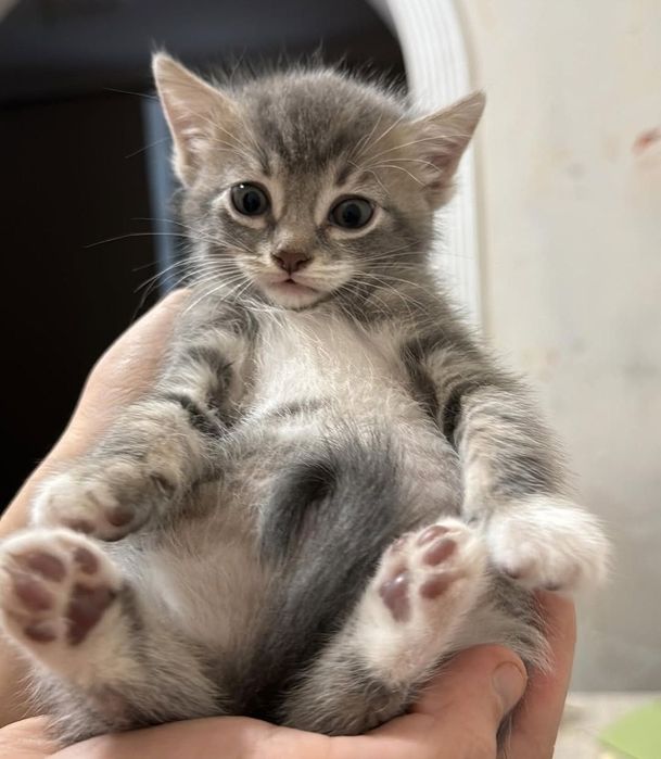 Котята млвьчики и девлчки 1 мес