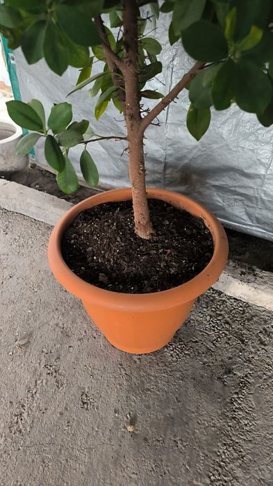 Продам 3 больших растения