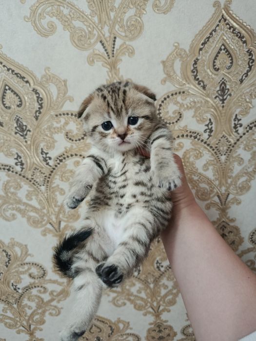 Skotish fold va strayt