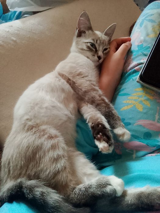 Отдадим бесплатно котят