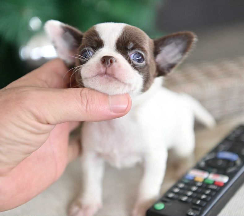 Женско мини чихуахуа бяло шоколадово