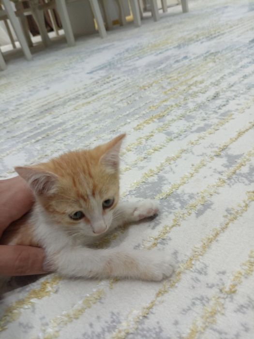 Mushuklarni  bepul