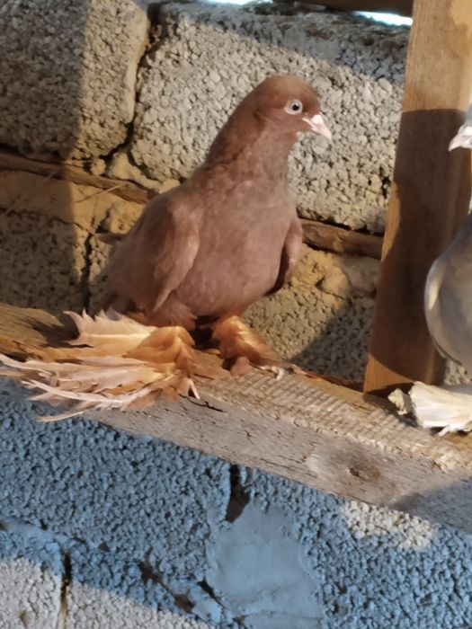 Голуби персы жолый