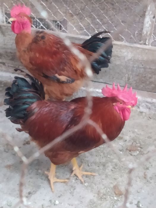 Cocosi și găini tinere