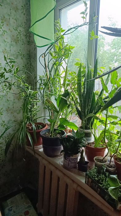 Различные цветочки