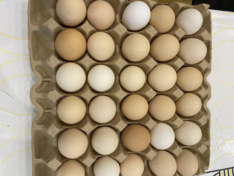 Яйца для инкубации,
