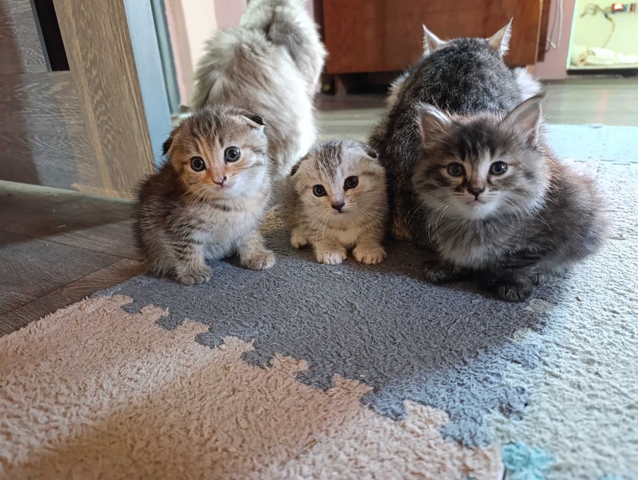 Продаются котята