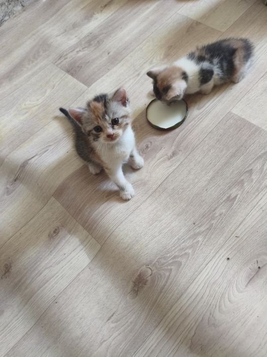 Отдам котята девочки