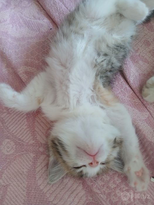 Кошка,  бесплатно