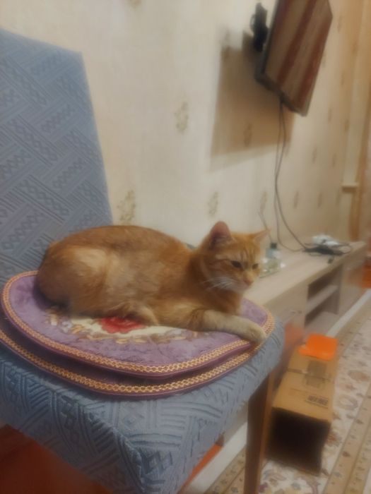 Помогите приутить кошек