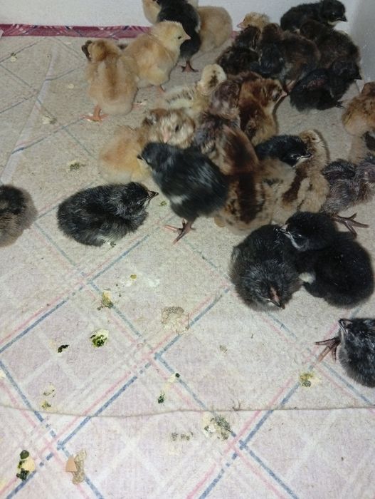 Цыплята суточные