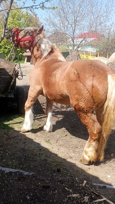 Vând iapă semigrea
