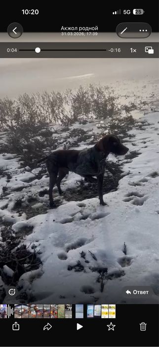 Дратхар рабочи, умный , с паспортом