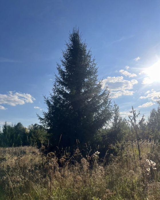 КРУПНОМЕРЫ сосны, ели зеленые, ели голубые