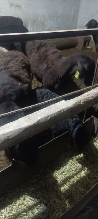 Ona bola kashtan  qoʻylar sotiladi qirgʻizniki