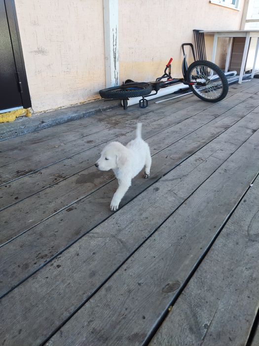 Продам щенят "Тазы"