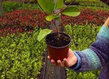 Plante ornamentale de gradina -iasomie,lonicera,iedera 50+25 gratis