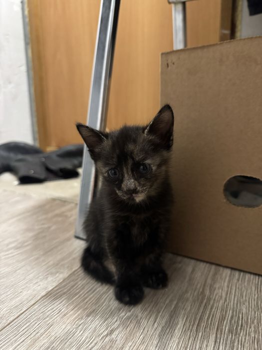 Отдам котят в добрые руки