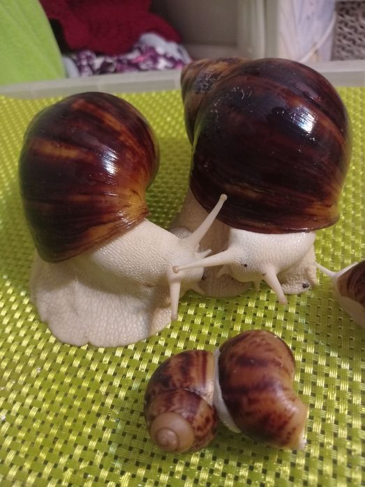Улитки. Архахатина овум(альбиносы)